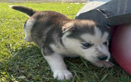 Siberian Husky dogs for sale: Toronto - Image 1