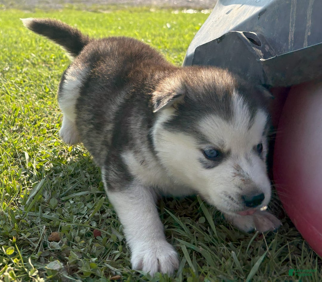 Siberian Husky dogs for sale: Toronto - Image 1