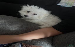 Bichon Frise dogs for sale: Leo - Image 2