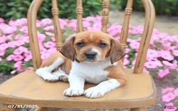Beagle dogs for sale: Anita - Image 1