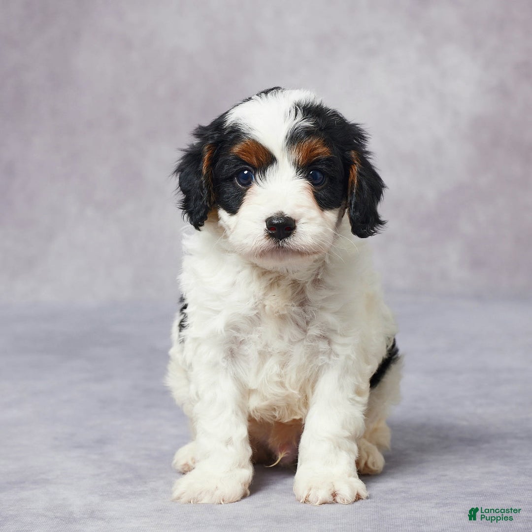 Cavapoo dogs for sale: Hal - Image 5