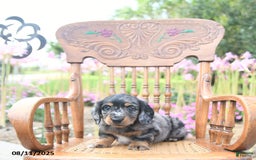 Miniature Dachshund dogs for sale: Trevor - Image 2