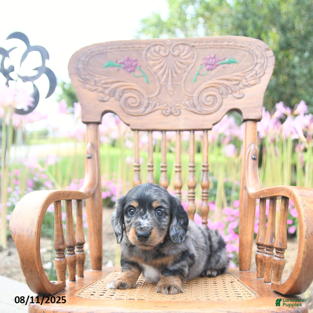 Miniature Dachshund dogs for sale: Trevor - Image 2