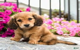 Miniature Dachshund dogs for sale: Reese - Image 2