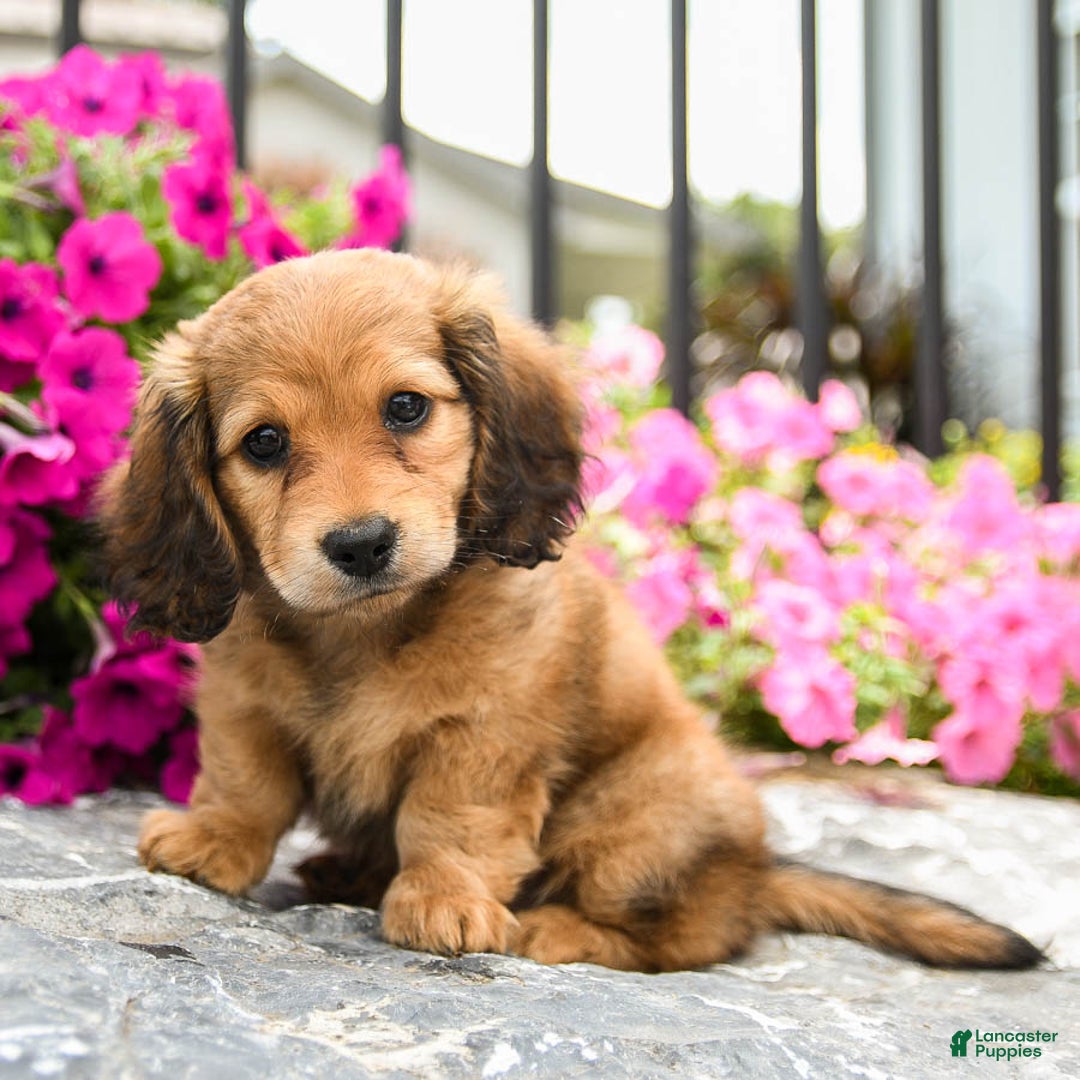 Miniature Dachshund dogs for sale: Reese - Image 2