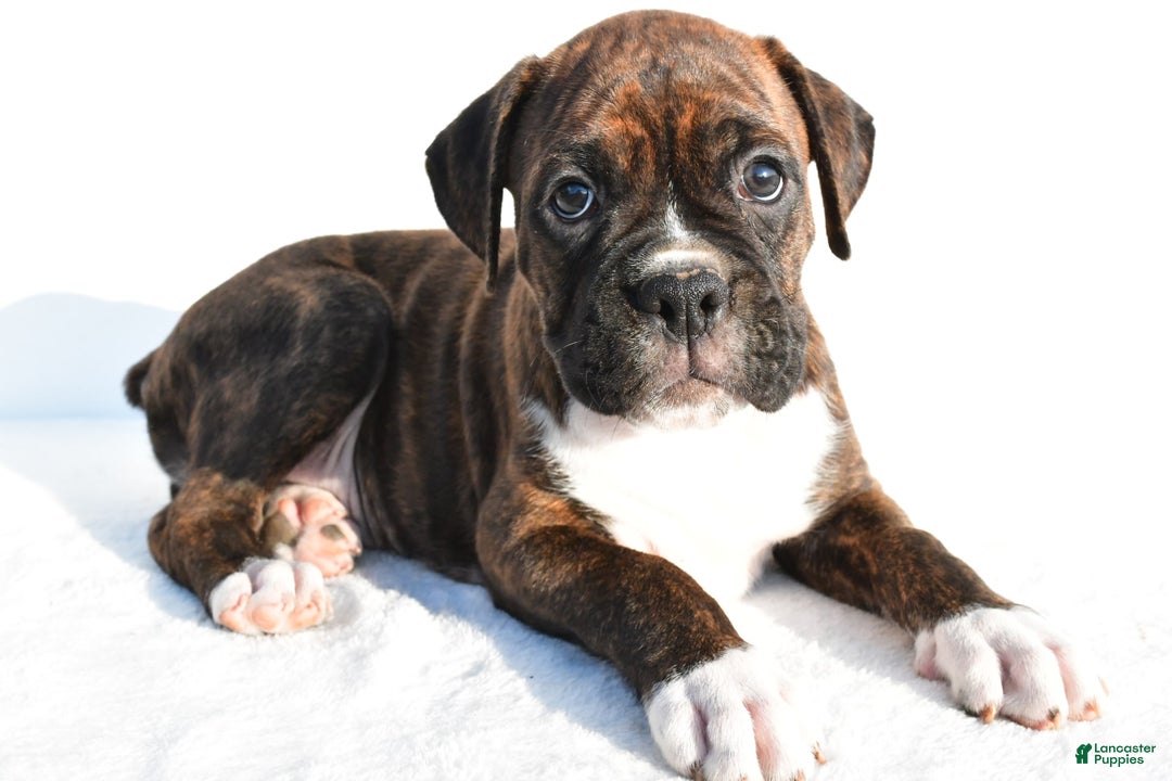 Boxer dogs for sale: Maverick - Image 4