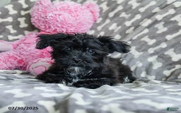 Shorkie dogs for sale: Charles - Image 5