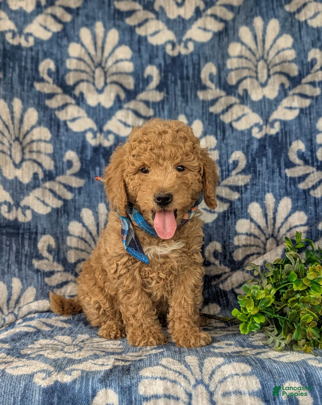 Mini Goldendoodle dogs for sale: Harris Hypoallergenic - Image 3