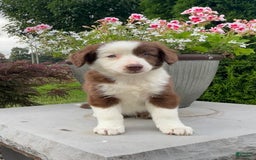 Australian Shepherd dogs for sale: Tootsie - Image 2