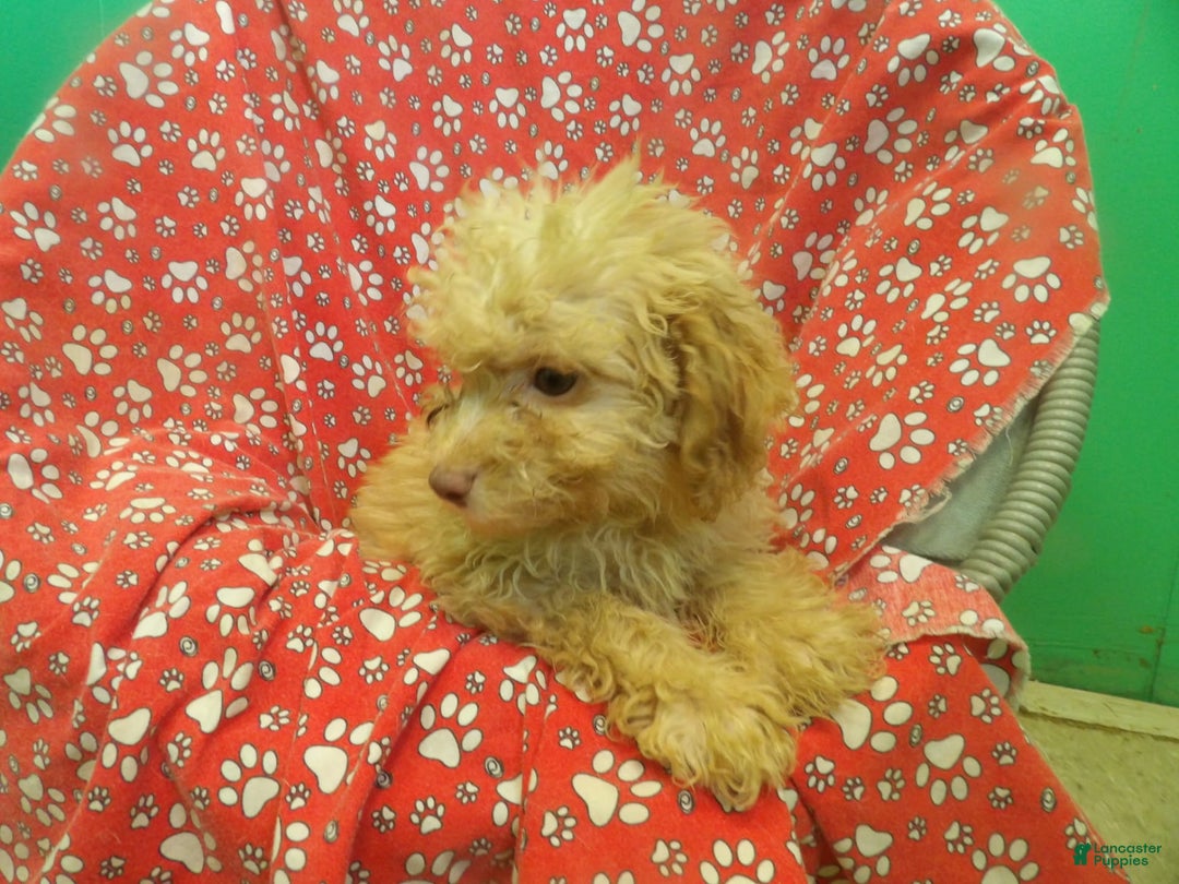 Aussiedoodle dogs for sale: CARMEL - Image 3
