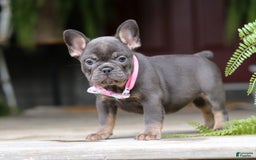 French Bulldog dogs for sale: Nora - Image 2