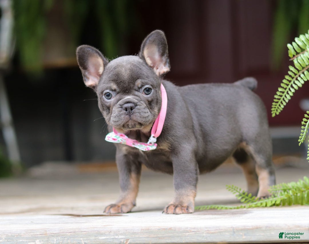 French Bulldog dogs for sale: Nora - Image 2