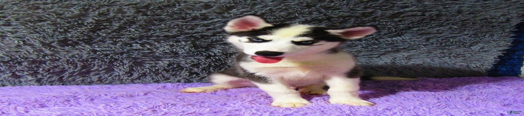 Bruno