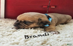 Puggle dogs for sale: Brandi - Image 9