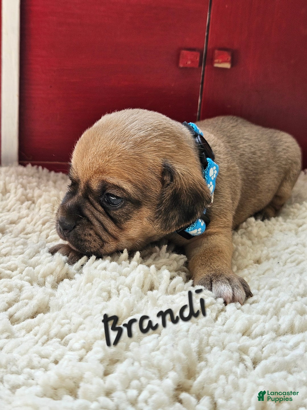 Puggle dogs for sale: Brandi - Image 9