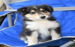 Collie dogs for sale: Patsy - Image 5