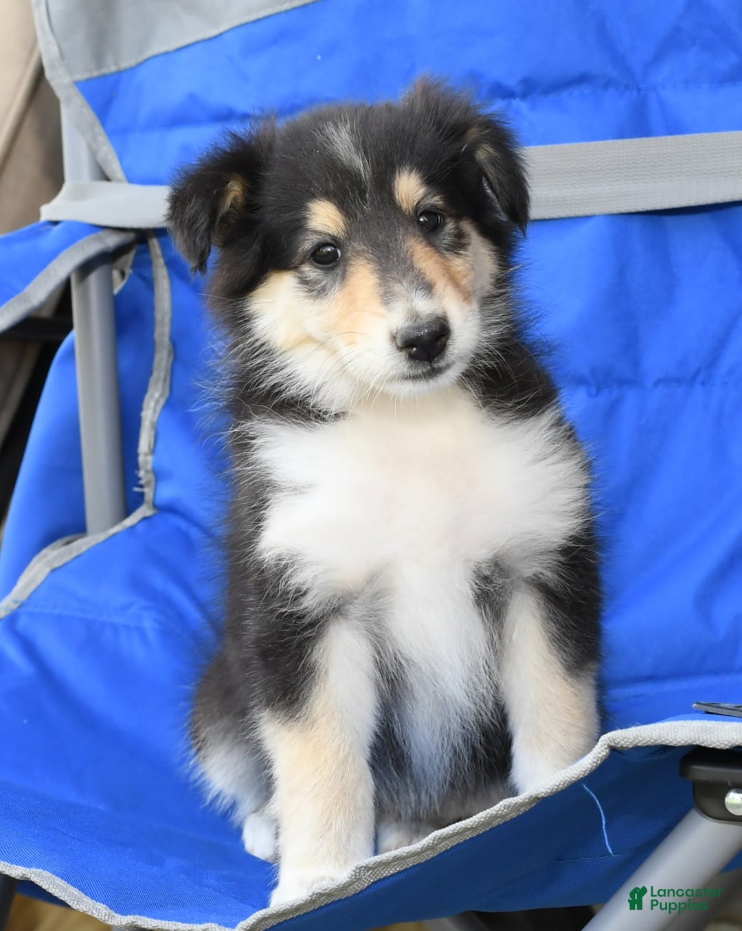 Collie dogs for sale: Patsy - Image 5