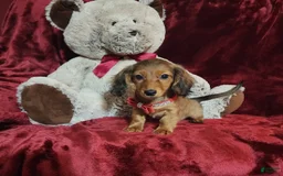 Miniature Dachshund dogs for sale: JOSIE - Image 4