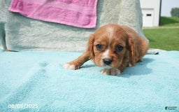 Cavalier King Charles Spaniel dogs for sale: Georgia - Image 4