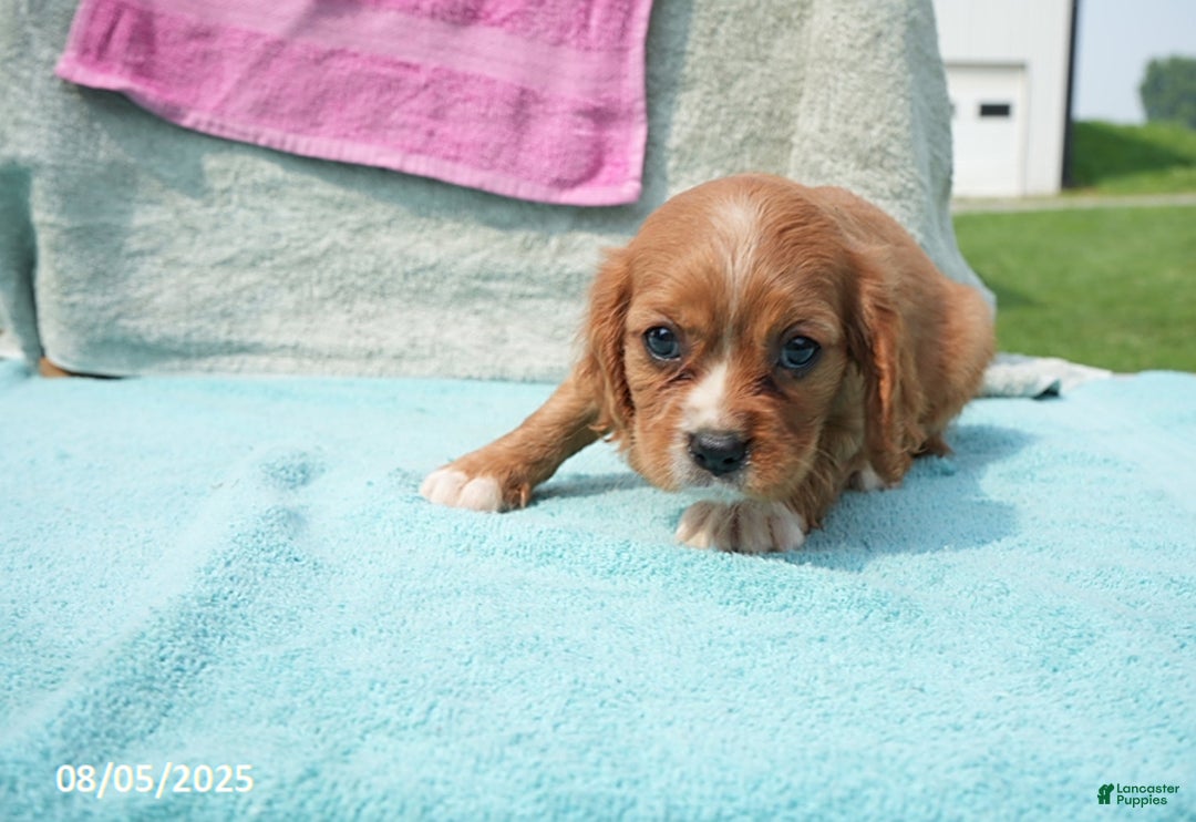 Cavalier King Charles Spaniel dogs for sale: Georgia - Image 4