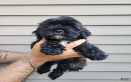 Morkie dogs for sale: Mason - Image 4