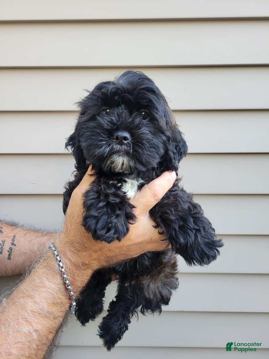 Morkie dogs for sale: Mason - Image 4