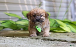 Morkie dogs for sale: Tyler - Image 3