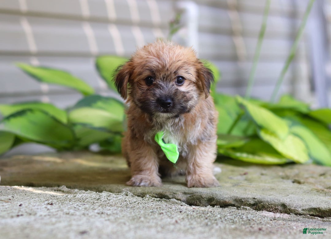 Morkie dogs for sale: Tyler - Image 3