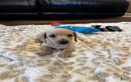 Miniature Dachshund dogs for sale: Akc Jake - Image 7