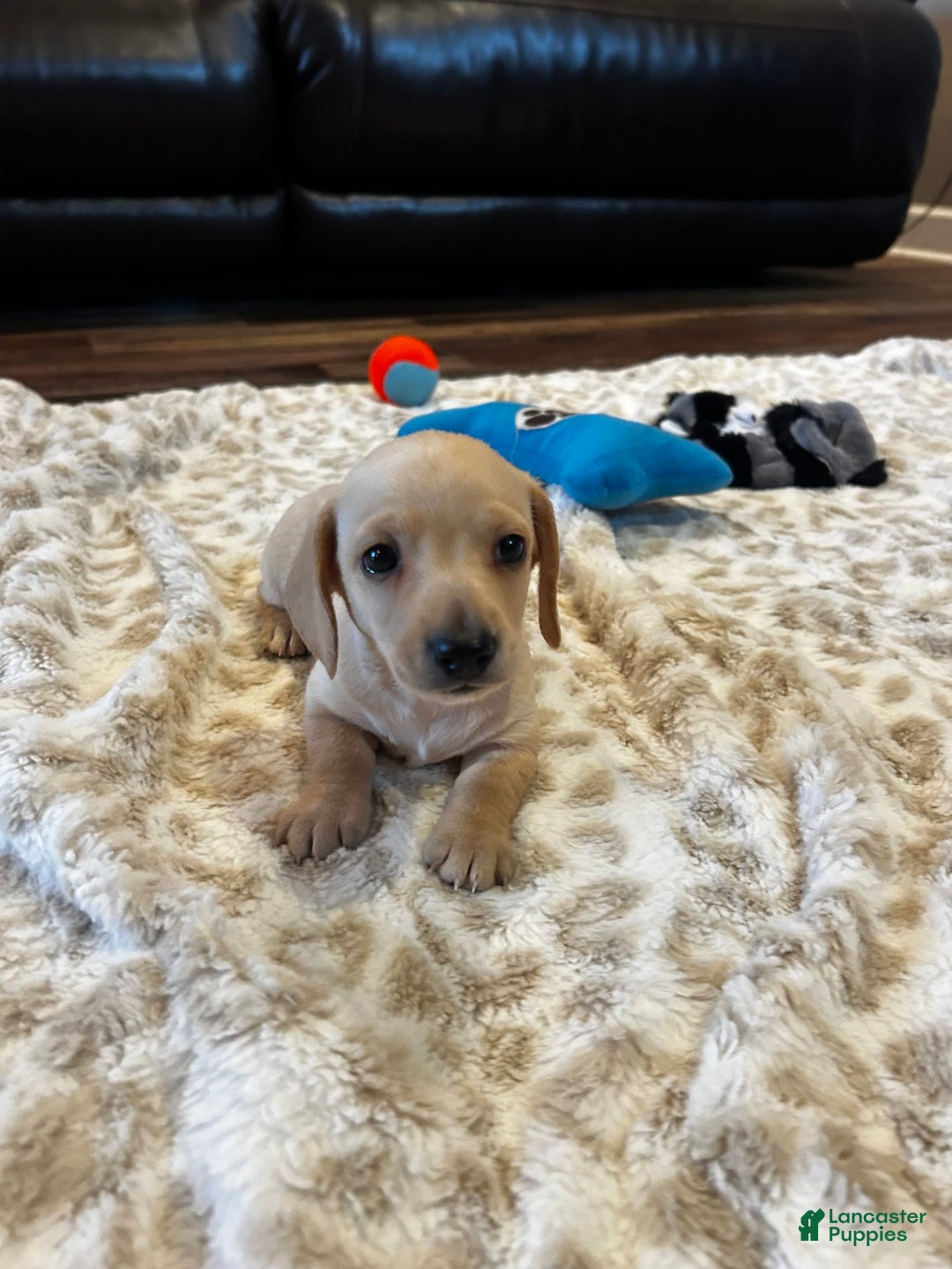 Miniature Dachshund dogs for sale: Akc Jake - Image 7