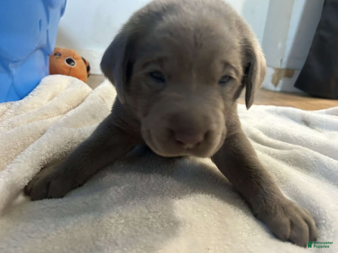 Labrador Retriever dogs for sale: Otter - Image 1