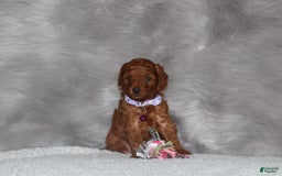 Mini Goldendoodle dogs for sale: Cami - Image 19