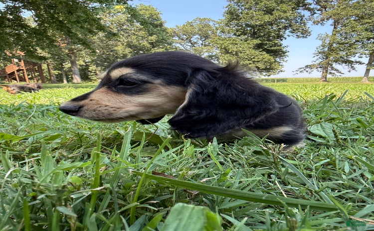 Miniature Dachshund dogs for sale - Ad 1