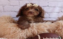 Cockapoo dogs for sale: Bailey - Image 17