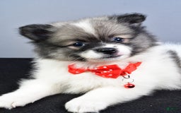 Pomeranian dogs for sale: Sanford - Image 7