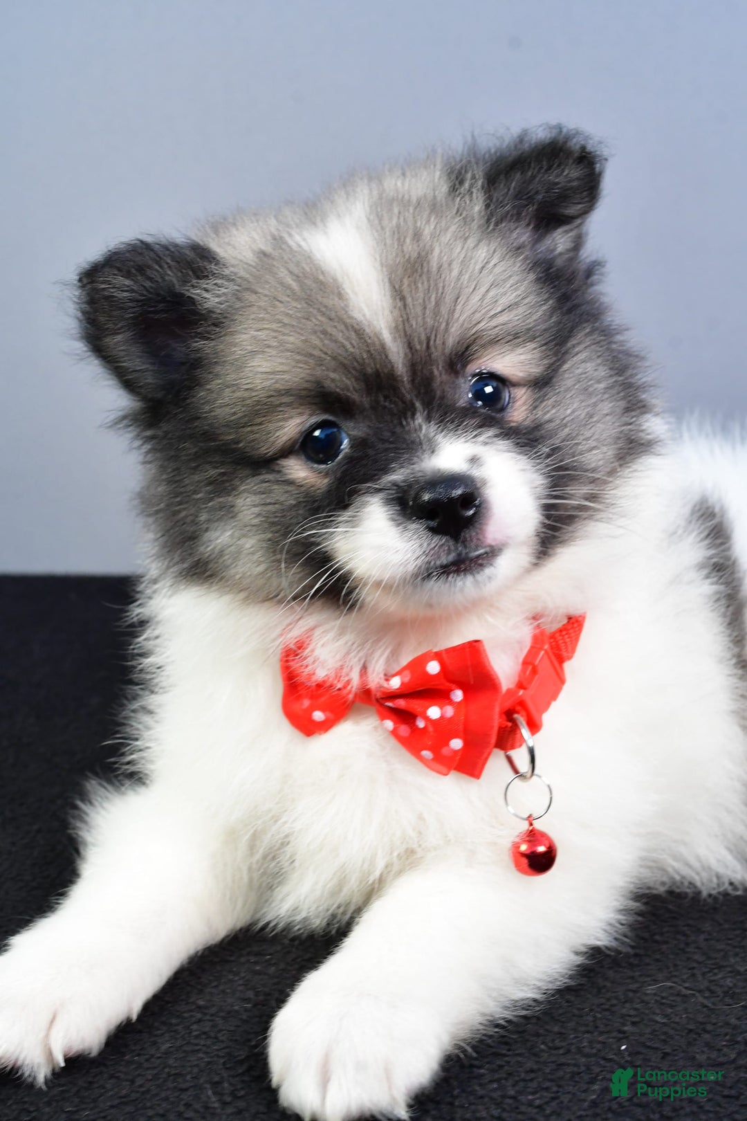 Pomeranian dogs for sale: Sanford - Image 7