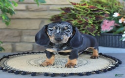 Miniature Dachshund dogs for sale: Lucky - Image 2