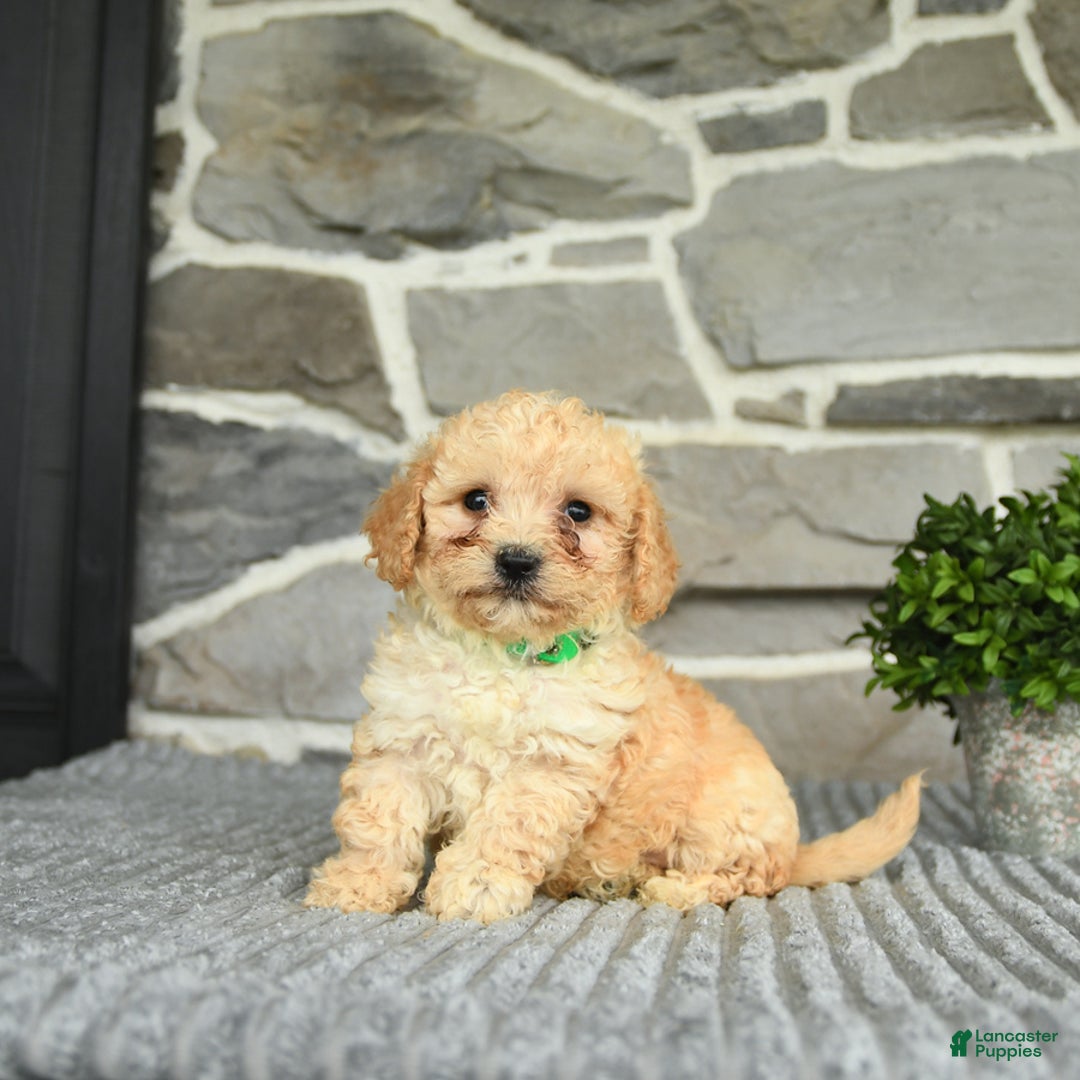 Bichpoo dogs for sale: Vince - Image 3