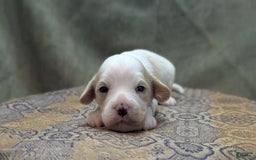 Cockapoo dogs for sale: Astrid - Image 12