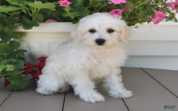 Schnoodle dogs for sale: Lily - Image 4