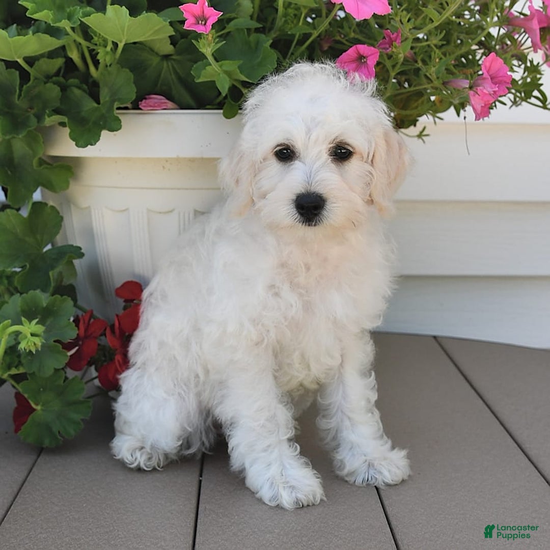 Schnoodle dogs for sale: Lily - Image 4