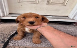 Goldendoodle dogs for sale: Teddy - Image 1