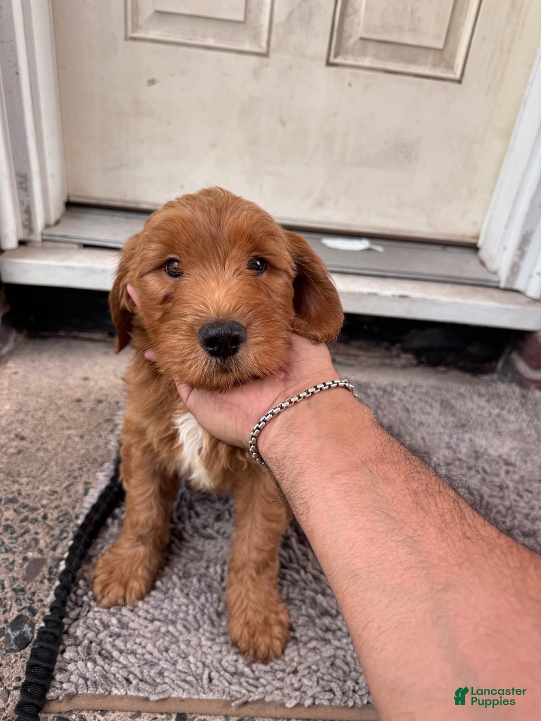 Goldendoodle dogs for sale: Teddy - Image 1