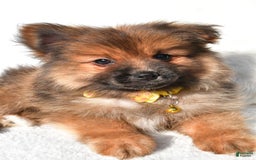 Pomeranian dogs for sale: Bear - Image 2