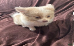 Pomeranian dogs for sale: Parti Boy - Image 1