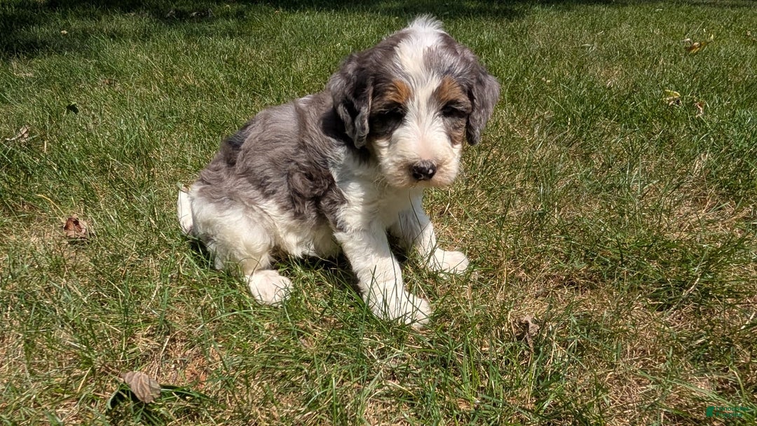 Mini Bernedoodle dogs for sale: Sammy - Image 11