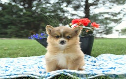 Pomsky dogs for sale: Hazelnut - Image 3