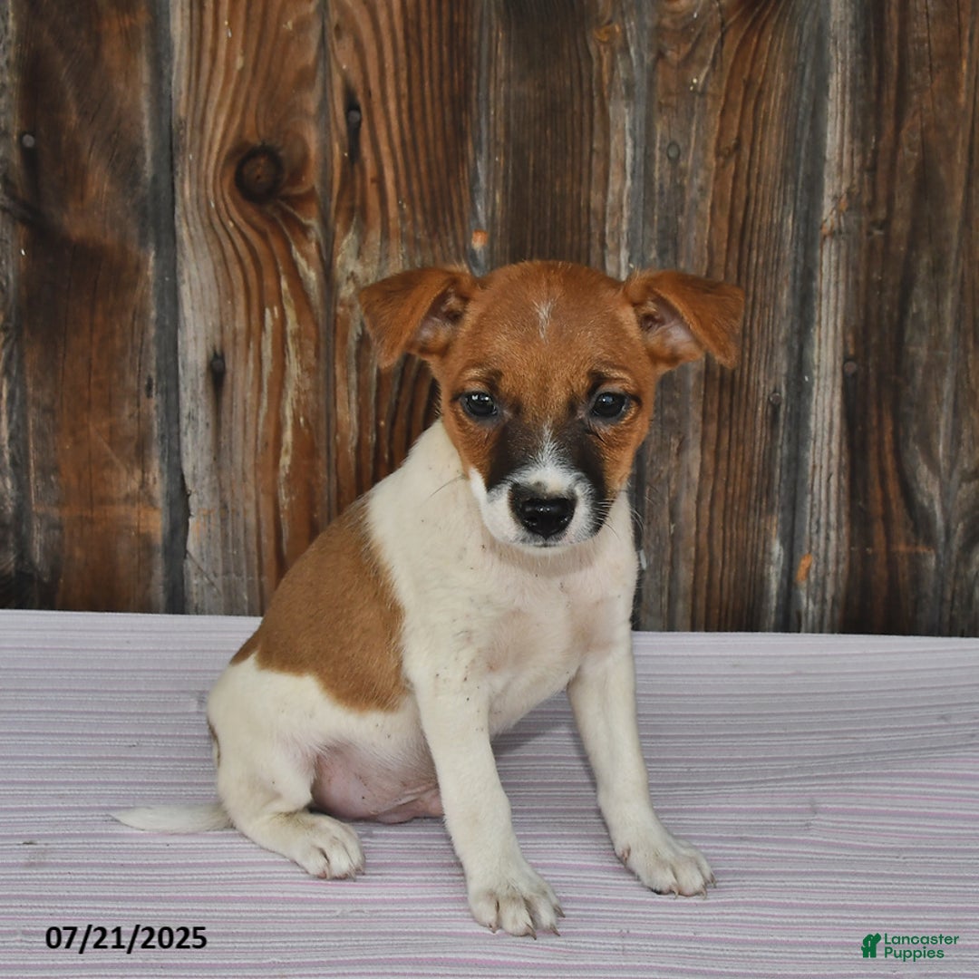 Jack Russell Terrier dogs for sale: Jackson - Image 3