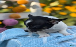 Chihuahua dogs for sale: Puddle - Image 5
