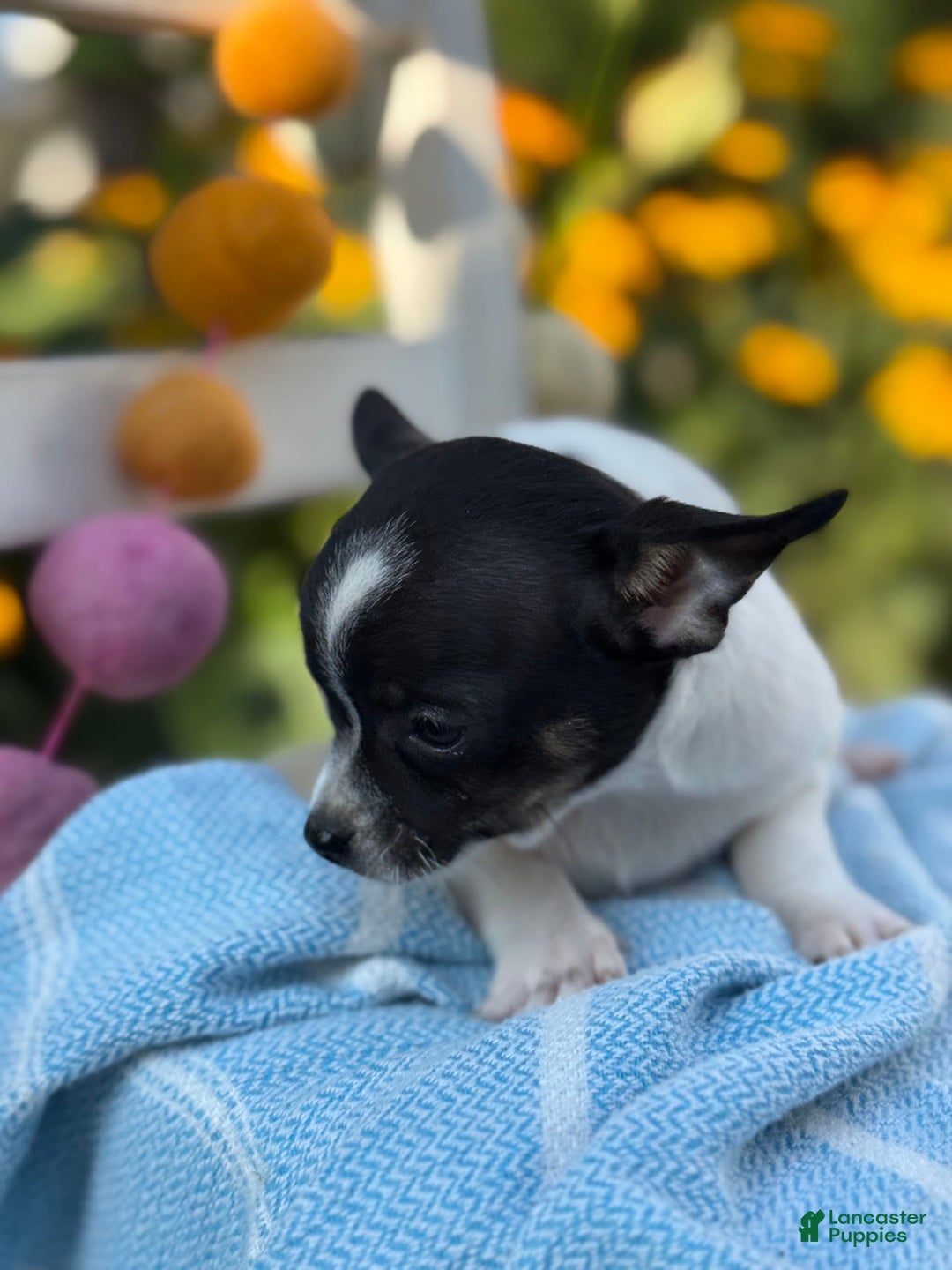 Chihuahua dogs for sale: Puddle - Image 5